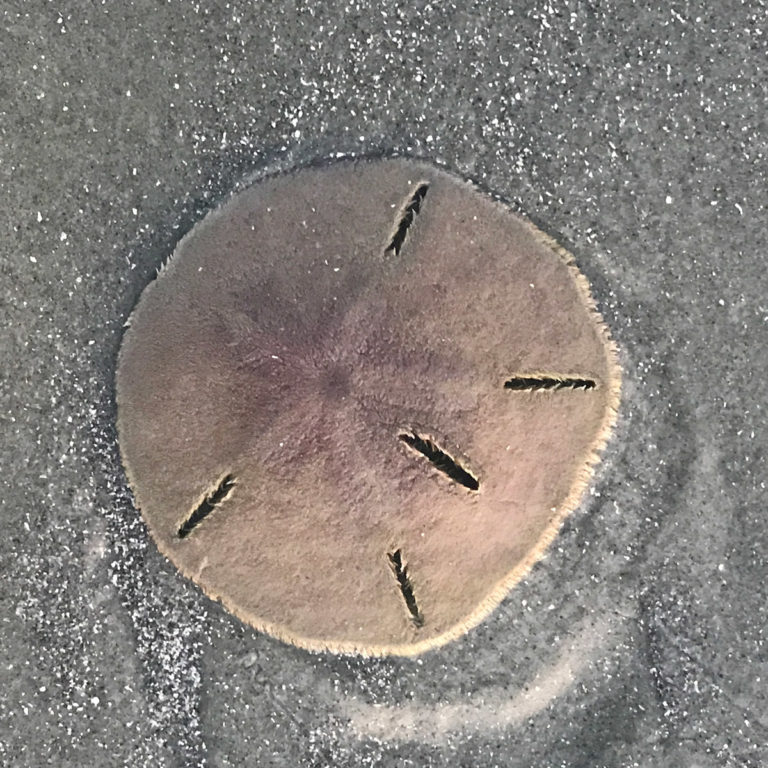Rescuing Sand Dollars