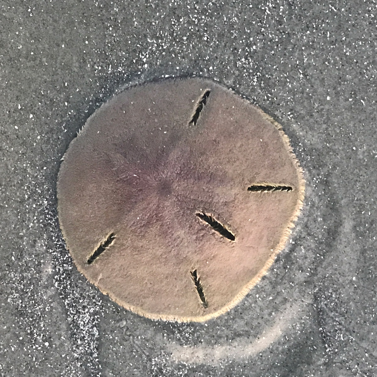Rescuing Sand Dollars - Claire Cook